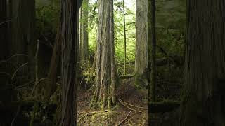 Forest Stroll A Cinematic Walk through Haida Gwaiis Old Growth Wilderness nature forest tree [upl. by Cynera753]