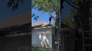 Do you cut the neighbors trees from over your fence tree ￼ treework lawncare lawnmaintenance￼ [upl. by Cissy]