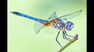 50 Most Beautiful Dragonflies in The World [upl. by Akinar]