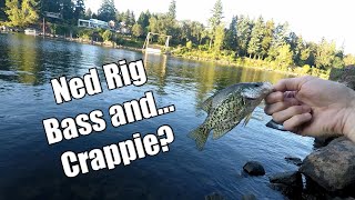 Willamette River Summer Smallmouth Bass  Ned Rig First Experience [upl. by Shieh]