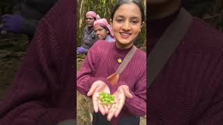 Cardamom Plantation Walk🍀🚶‍♀️New Experience 🍀 [upl. by Naujtna]