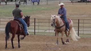 Zan COOL head horse 2008 AQHA Gelding [upl. by Fonz984]