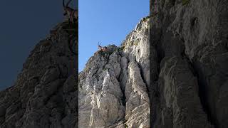 Steinbock geht hoch hinauf🫶kletterkünstler der Berge🥰mein Kanal🍀Bergwelt Schweiz🇨🇭💫🇨🇭🥰 [upl. by Leachim546]