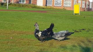 Muscovy ducks flying feeding and fighting [upl. by Arit]