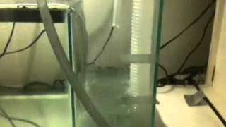 DIY Sump Eshopps PF1800 [upl. by Bethesde953]