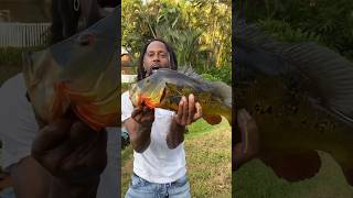 Black Rambo vs Peacock Bass 🎣 hoodfishing blackrambo fishing [upl. by Millburn]