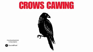 Crows Cawing Sound Effects  Free Download Copyright Free [upl. by Junina175]