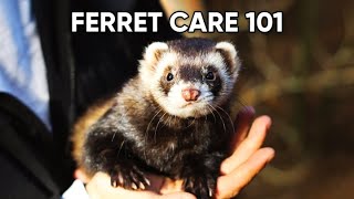 22 Things to Know Before Getting a Ferret  Dont Miss Number 17 [upl. by Hylan]