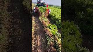 amazing tool for crops 😍agriculture farmingviral short india [upl. by Atsirhcal622]