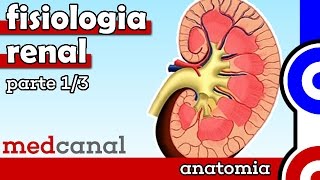 Fisiologia Renal  FISIOLOGIA Parte 1 [upl. by Jenilee771]