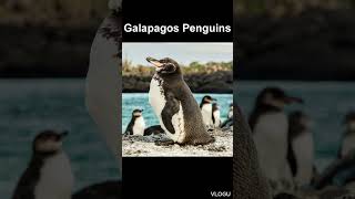 Galapagos Penguins [upl. by Lenad]