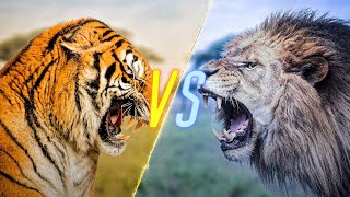 Tiger VS Lion [upl. by Starla36]