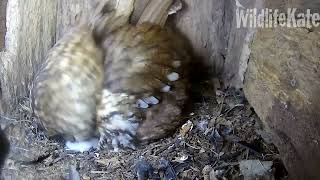 March 29 First Views of Owlet 1 [upl. by Shannan]