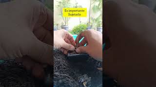 Palo santo bursera graveolens mame transplante bonsai [upl. by Yeroc]