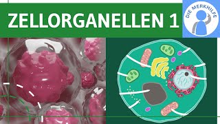 Zellorganellen amp ihre Funktionen 1  Zellkern Ribosomen Endoplasmatisches Retikulum ER  Zellbio [upl. by Burnside]