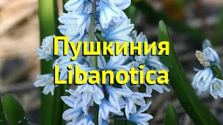 Пушкиния Ливанская Краткий обзор описание характеристик где купить луковицы Libanotica [upl. by Nama]