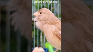 Canary Bird Singing Training [upl. by Androw]