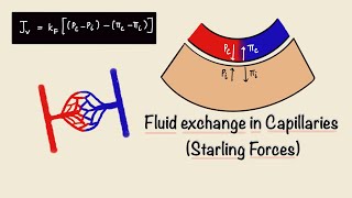 Fluid Exchange in Capillaries  Starling Forces  Capillary Filtration  General Physiology [upl. by Violet147]