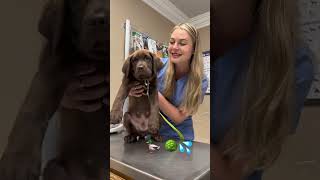 CUTEST Chocolate Lab Puppy Ever 🥹chocolatelab chocolatelabpuppy viralshorts viralshort cute [upl. by Nyrahtak]