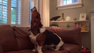 basset hound howling [upl. by Earesed]