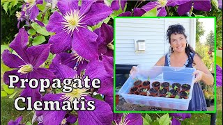 🌷How to Propagate Clematis with RESULTS garden gardening propagation [upl. by Eimareg81]