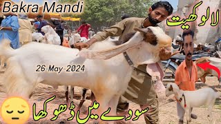 Lalukhet Bakra Mandi Latest Update  26May2024 Sirf 27 Hazar Me Qurbani Ka Janwar  Qurbani 2024 [upl. by Gairc449]