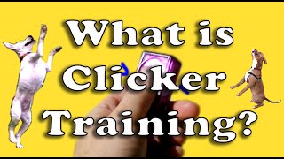 What is Clicker Training [upl. by Greenleaf373]