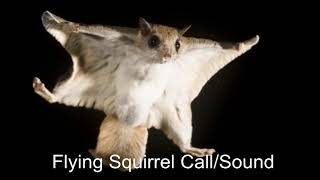 Flying Squirrel CallSound  Hambawa  Travancore Flying Squirrel Sri Lanka  Small Flying Squirrel [upl. by Rosalind988]