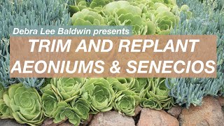 Prune and Replant Succulent Aeoniums amp Senecios [upl. by Ehtnax]