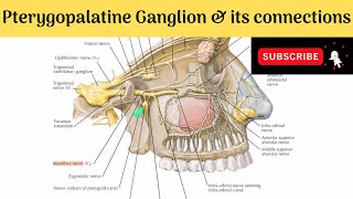 Pterygopalatine Ganglion  Situation  Relations  Connections  Branches  Clinical Anatomy [upl. by Finnie]