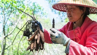 驚喜，大山裏找到壹窩“巨蛋”天冬，用它燉肉吃了Found a nest of ‘big eggs’ and I used them to stew with meat【乡野莲姐】4K [upl. by Nellac]