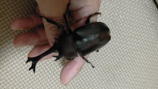 ホームセンターで放置されてたカブトムシの幼虫を育ててみた [upl. by Harbard]