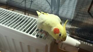 Singing parrot cockatiel Kesha [upl. by Naej]