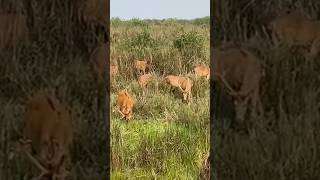 Barasingha । Deer । Kaziranga National Park wildlife sminilthatte [upl. by Morry756]