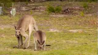 Eastern Grey Kangaroos Macropus giganteus in Girraween National Park 1 [upl. by Alleon590]