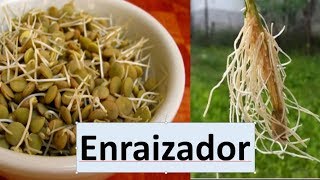 Como fazer um Potente enraizador Natural para suas Estacas [upl. by Mariejeanne]