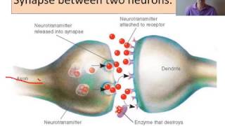 biopsychology Neurons and synaptic transmission [upl. by Ciredec]