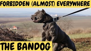 BANDOG  The Forbidden Dogs  almost everywhere [upl. by Carmina]