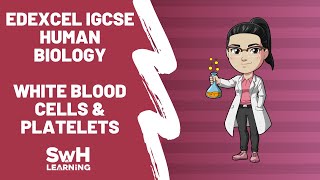 White Blood Cells amp Platelets  Edexcel IGCSE Human Biology [upl. by Yduj]