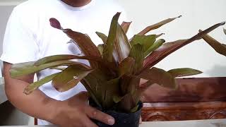 How to propagate bromeliads Dissecting Pup from mother plant [upl. by Aiynat]