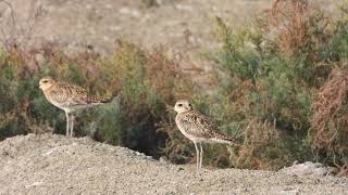 Pacific GoldenPlover 4K [upl. by Keelin149]