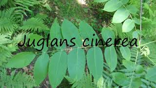 How to Pronounce Juglans cinerea [upl. by Aisatana]