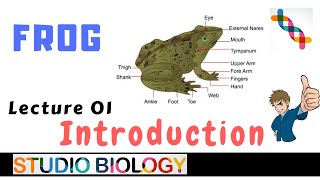 Class 11Zoology LecturesIntroduction of Common Indian Bull Frog  Rana Tigrina  11 [upl. by Krum]