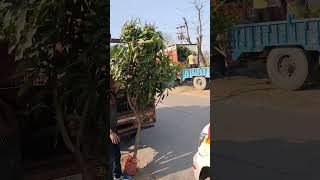 PARTHENOCARPIC MANGO VARIETY  AMARPALI MANGO 🥭🥭 trendingvideo viral [upl. by Derwood]