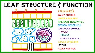 Leaf Structure and Function [upl. by Marino]