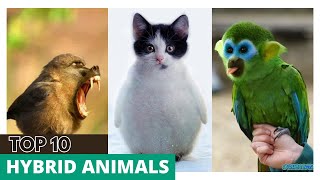 Unveiling the Top 10 Fascinating Hybrid Animals [upl. by Airol127]