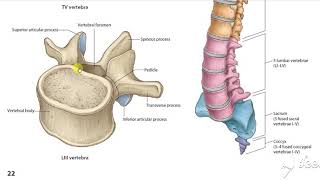 Atypical thoracic vertebrae 3 [upl. by Cut]