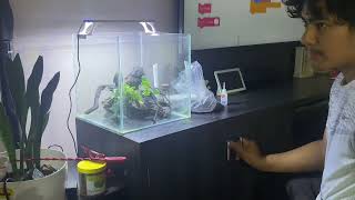 Self sustaining shrimp tank no co2 budget friendly [upl. by Cathee]