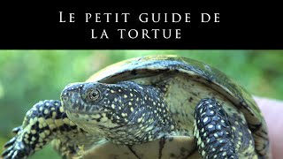 Le petit guide de la tortue [upl. by Dloniger973]