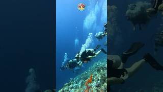 Scuba diving in Sharm El Sheikh Egypt shorts scubadiving egypt [upl. by Bennett]